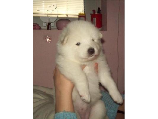 SAMOYED ΣΑΜΟΓΙΕΝΤ